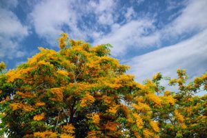 Padauk tree
