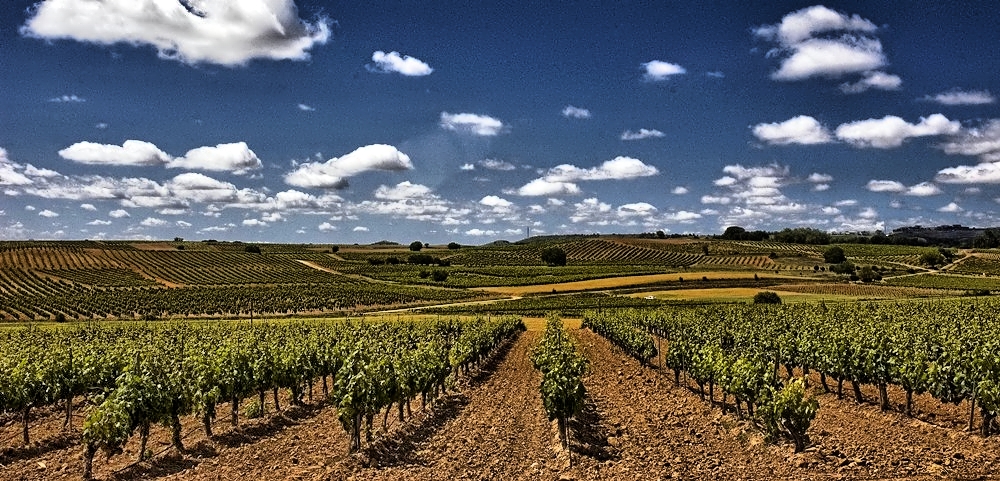 wine yard Bayanegra Airén, Spain